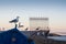 Seagull and a fence at Atlantic ocean coast