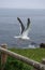 Seagull on a fence flying around Kiritappu cape