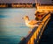 Seagull on a fence at Ocean City, Maryland.