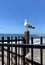 Seagull fence Pacific ocean California