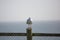 Seagull on fence post