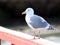 Seagull on Fernwood Dock, Salt Spring Island