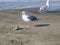 Seagull finding food in the washing waves of the Pacific ocean.