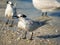 Seagull with Fish by Sea on Beach