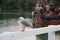 Seagull, fishing boat at Mangonui Wharf, summer morning, New Zealand