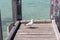 Seagull on Fishing Jetty Augusta West Australia