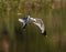 Seagull fishing over a creek by a bay