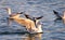 Seagull flaying above the water