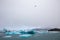 Seagull flies above iceberg chunks in Jokulsarlon, Iceland