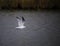 Seagull flies across water