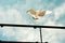 A seagull flies against a blue sky, clouds and iron railings.
