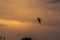 A seagull flies against a dark yellow sky covered with heaps of rain clouds at sunset. A symbol of an unbending