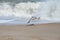 A seagull flies along the breakers of Fernandina Beach on Amelia Island, Florida