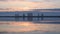 Seagull flies in circle over calm water at dawn