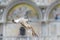 Seagull flies near Saint Mark`s Basilica in Venice