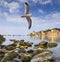Seagull flies over the bay