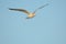 Seagull flies over the fish below as it searches for a meal