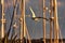 Seagull flies over the harbor at sunset among the sailing masts