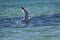 A Seagull flies over the sea