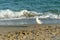 The seagull flies over the sea water in search of prey