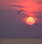 A seagull flies past the brilliant sunrise over an Amelia Island beachfront