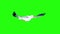 Seagull flies and soars in the sky chroma key