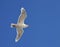 Seagull in flighh - Glaucous Gull