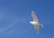 Seagull in flighh - Glaucous Gull