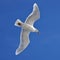 Seagull in flighh - Glaucous Gull