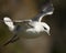 Seagull in flight