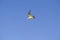 seagull in flight across the blue sky. Bird flying. Natural background