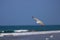 Seagull in flight against a background of blue skies