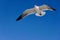 A Seagull in Flight with Blue Sky.