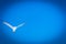 Seagull flight in blue sky background.