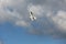 Seagull flight in the cloud blue sky