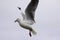 A seagull in flight in a cloudy day