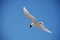 Seagull in flight, Folkestone