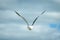 Seagull in flight, image captured in a Ireland island