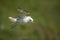 Seagull in flight, Mykines