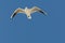 Seagull in flight in natural habitat