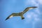 Seagull in flight, Niagara Falls