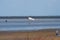 Seagull in flight over the beach in Cuxhaven, Germany. Flying white bird in the air on the blue sky