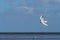 Seagull in flight over the beach in Cuxhaven, Germany. Flying white bird in the air on the blue sky