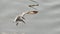 Seagull flight over the ocean common goal bird flight feather wings landing