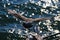 Seagull in Flight over Pacific Ocean with Sun Reflections