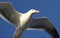 Seagull in flight, San Franciso Bay Area, California