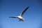 Seagull Flight, Sea Bird Flying Through Blue Sky