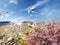 Seagull  flight and seashell on stone at beach sea water splash wild flowers pink and yellow  harbor blue sky and ocean bnature la