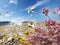 Seagull  flight and seashell on stone at beach sea water splash wild flowers pink and yellow  harbor blue sky and ocean bnature la