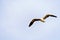 Seagull in flight at Strandfontein beach on Baden Powell Drive between Macassar and Muizenberg near Cape Town